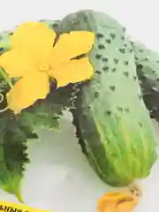 Семена Огурец "Рокки"