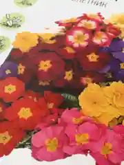 Семена Примула "Матрешка"