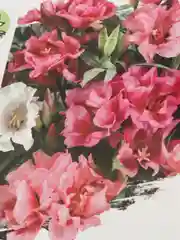 Семена "Годеция Гофре"