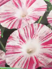 Ипомея Венецианская розовая (семена,цветы)