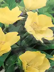 Энотера Пиноккио, семена, цветы