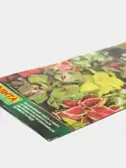 Семена Колеус Блюме Волшебник