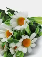 Букет пиретрум (коипозиция разноцветных ромашек)