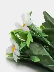 Букет пиретрум (коипозиция разноцветных ромашек)