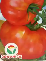 Томат "Штамбовая Королева", семена 20 штук