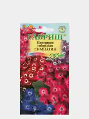 Семена Цинерария гибридная  Симпатия  набор 1, 3, 5 уп