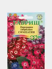 Семена Цинерария гибридная  Симпатия  набор 1, 3, 5 уп