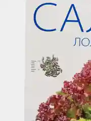 Салат "Лолло Росса" листовой, семена