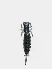 Синий личинка стрекозы Larva