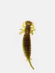 Зеленый личинка стрекозы Larva