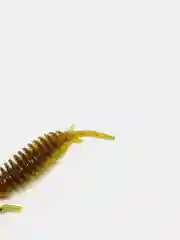 Зеленый личинка стрекозы Larva