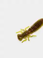 Зеленый личинка стрекозы Larva
