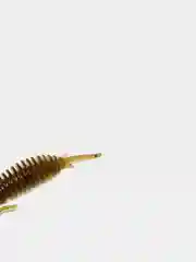 Зеленый личинка стрекозы Larva