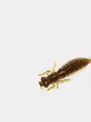 Зеленый личинка стрекозы Larva