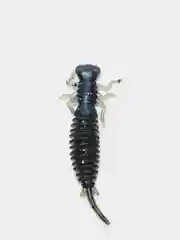 Синий личинка стрекозы Larva
