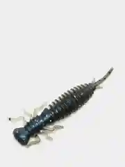 Синий личинка стрекозы Larva