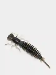 Синий личинка стрекозы Larva