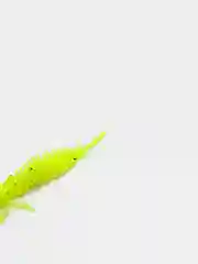 Лимонный личинка стрекозы Larva
