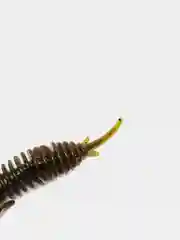 Зеленый личинка стрекозы Larva