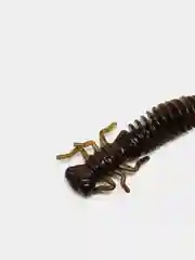 Зеленый личинка стрекозы Larva