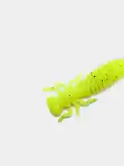Лимонный личинка стрекозы Larva