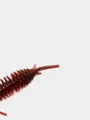 Красный личинка стрекозы Larva