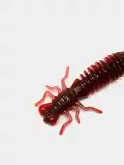 Красный личинка стрекозы Larva
