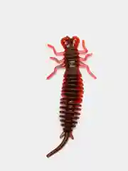 Красный личинка стрекозы Larva