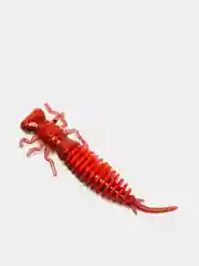 Красный личинка стрекозы Larva