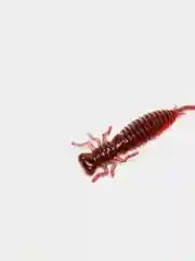 Красный личинка стрекозы Larva
