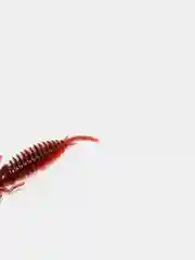 Красный личинка стрекозы Larva