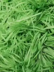 Лесной зеленый бумага, стружка упаковочная (наполнитель)