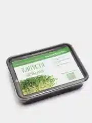 Набор для выращивания микрозелени Базилик, Кинза, Кориандр, Горох, Кресс