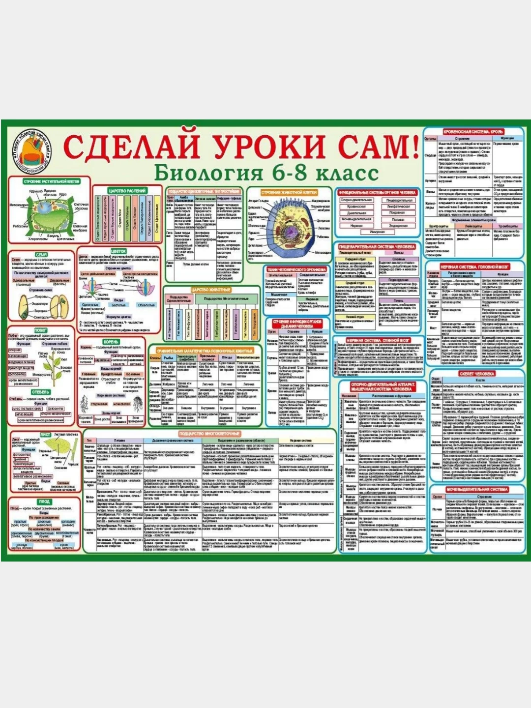 Плакат для школьников