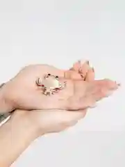 Багровый брошь на булавке