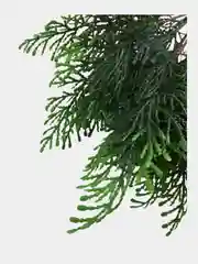 Тёмно-зелёный цветы искусственные