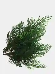 Тёмно-зелёный цветы искусственные