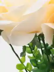 Молочный роза