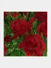 Искусственные цветы. Кустовые гвоздики (букет ) Композиция. Высота: 33 см