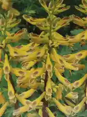Семена Хохлатка прекрасная Лесная фея