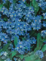 Семена Незабудка альпийская  Синяя корзинка  набор 1, 3, 5 уп