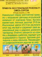 Примула "Розелла" (семена, цветы)