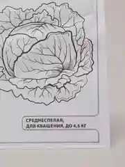 Семена Капуста белокочанная "Слава 1305" набор 1, 5, 10 уп