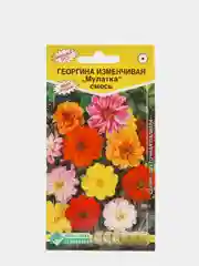 Георгина изменчивая "Мулатка", смесь, семена цветов