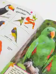 Большая энциклопедия в картинках