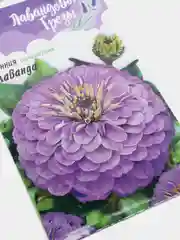 Цинния "Лаванда" (семена, цветы)
