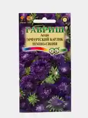 Астра Эрфуртский карлик темно-синяя