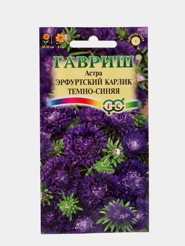 Астра Эрфуртский карлик темно-синяя