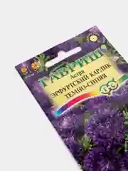 Астра Эрфуртский карлик темно-синяя