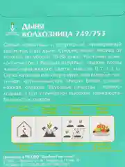 Дыня Колхозница 12шт / Евро - семена